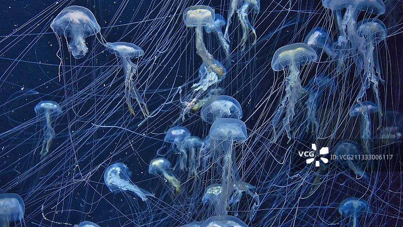 水母在水族馆游泳的特写图片素材