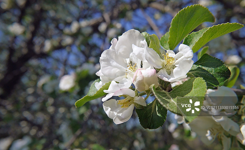白色樱花树的特写，伦弗鲁，安大略省，加拿大图片素材