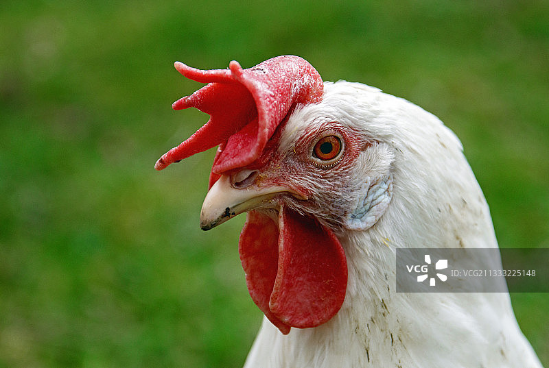 特写的公鸡,Frauenfeld,瑞士图片素材