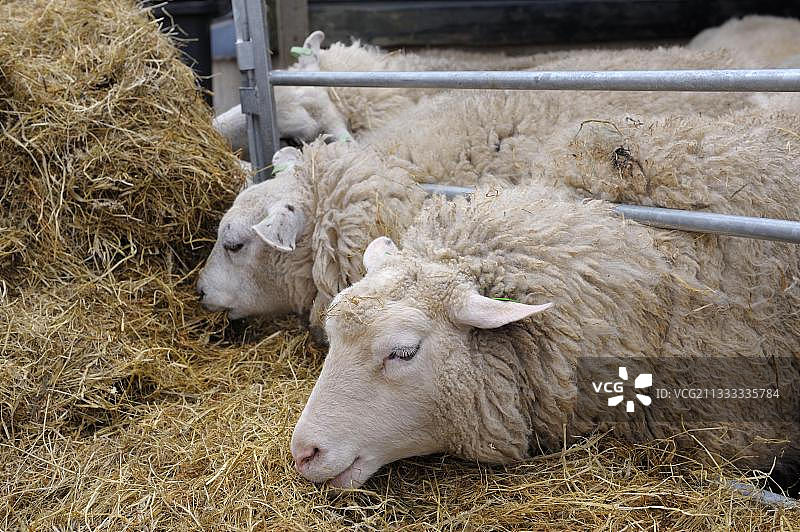 3月，荷兰北荷兰的特塞尔岛，在羊场的马厩里的特塞尔羊图片素材