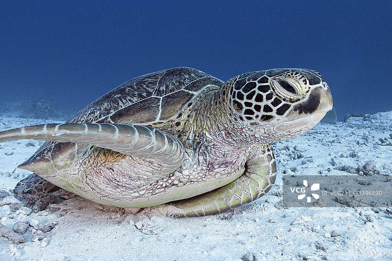 绿海龟，绿海龟，德国海峡，密克罗尼西亚，帕劳图片素材