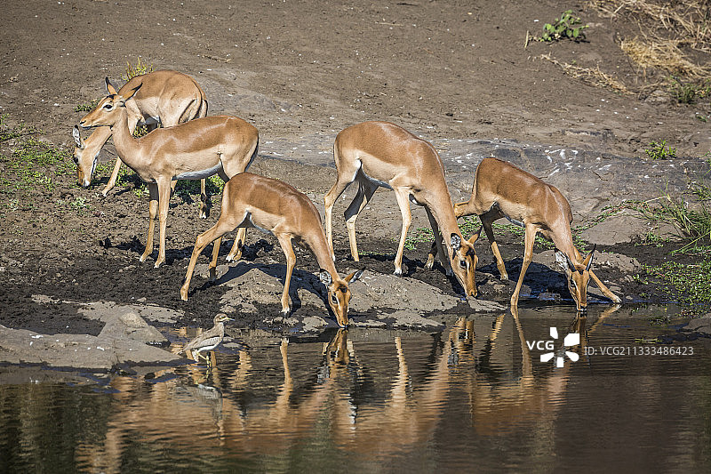 南非克鲁格国家公园，一群普通黑斑羚(Aepyceros melampus)在水池里倒影饮水图片素材