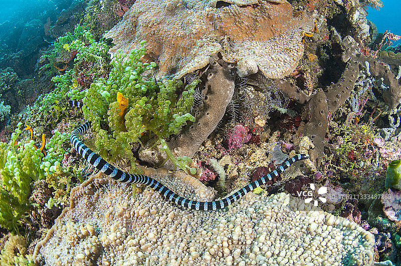 印度尼西亚北苏拉威西岛，西拉登岛布纳肯海洋国家公园前的褐唇海金环蛇图片素材