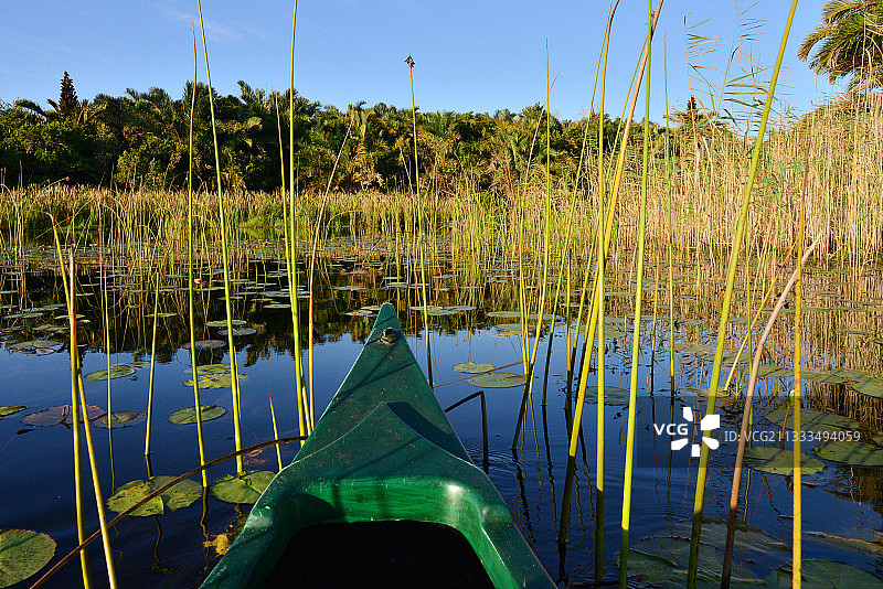 iSimangaliso湿地公园。如果你想在和护林员划艇的同时发现这个公园，西西森林小屋是伊西宾迪集团的财产，是一个不错的地方。圣·露西亚。夸祖鲁-纳塔尔。南非。图片素材