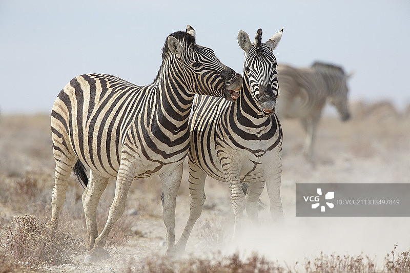 波切尔斑马(白斑马)战斗，伊托沙，纳米比亚图片素材