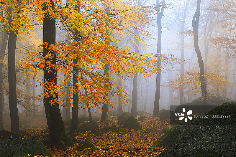 德国黑森市罗特塔尔市奥登瓦尔德市秋天费森米尔的晨雾图片素材