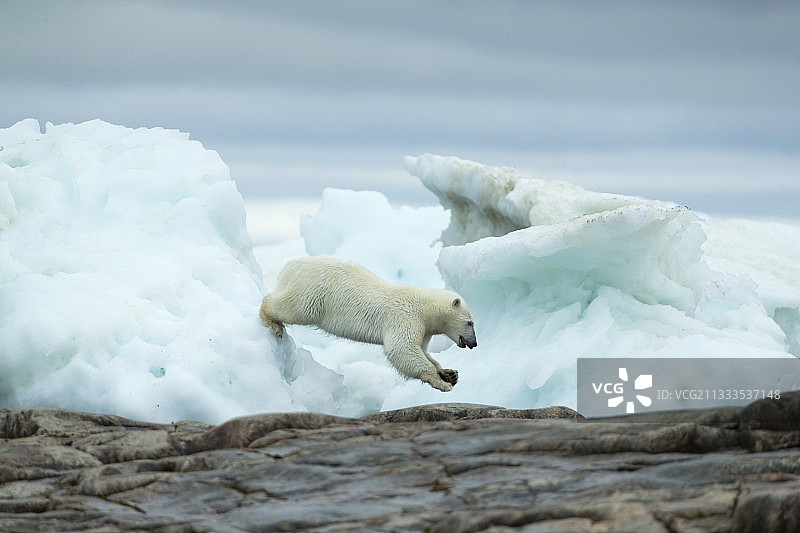 北极熊在加拿大努勒维特地区浅水湾海港群岛附近融化的冰山之间跳跃图片素材