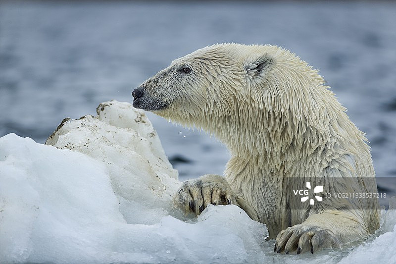 北极熊正在爬上加拿大努勒维特地区浅水湾海港群岛附近融化的海冰图片素材