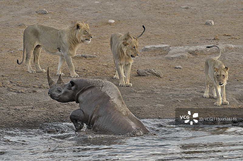 喝的时候，黑犀牛不慎跌进了一个洞里，倒进了水口。他试图出来，但附近的三只狮子被噪音吸引了。他们想要享受这个机会。图片素材