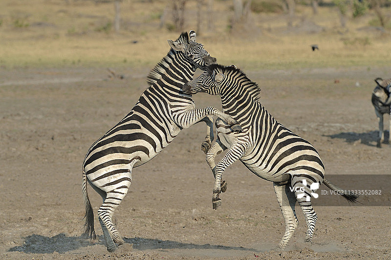 两只雄性斑马之间的冲突。一个强势的种马保护他的妻妾不受其他雄性的侵犯。格斗就是咬对手的脖子，跪下来，让对手低下头，摆出一种屈服的姿态。通常这个群体有一只雄性和5-6只雌性占统治地位，还有它们的小马驹。图片素材