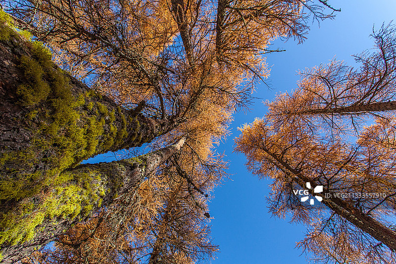 欧洲秋季落叶松(落叶落叶松)，瓦尔达阿罗拉，瓦莱州，瑞士阿尔卑斯山图片素材