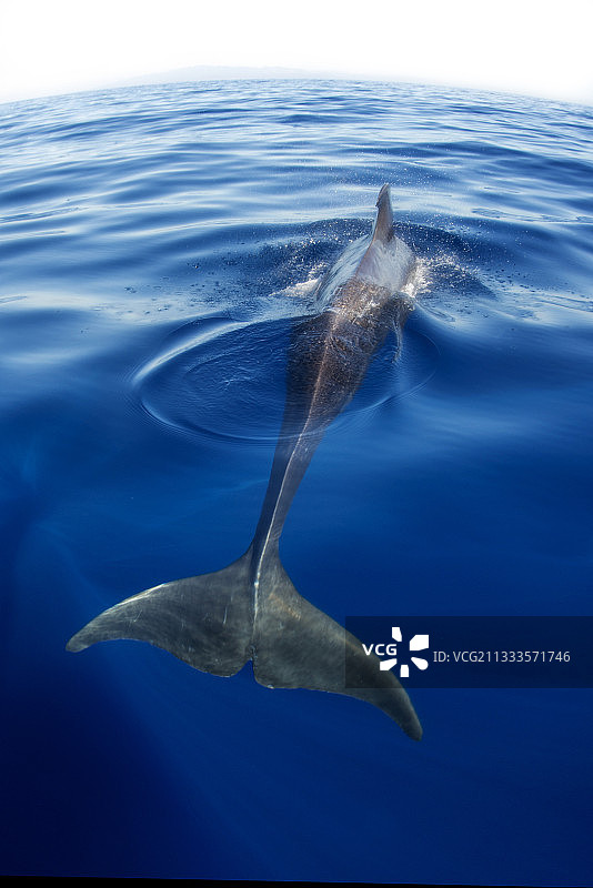 领航鲸(Globicephala macorhynchus)浮于水面。尾鳍:特内里费，加那利群岛。图片素材