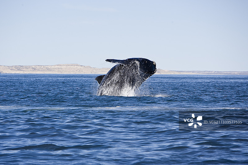 一头南露脊鲸，自然保护附属物种(IUCN)，联合国教科文组织自然世界遗产地，新高尔夫，瓦尔德斯半岛，丘布，阿根廷，巴塔哥尼亚，大西洋图片素材