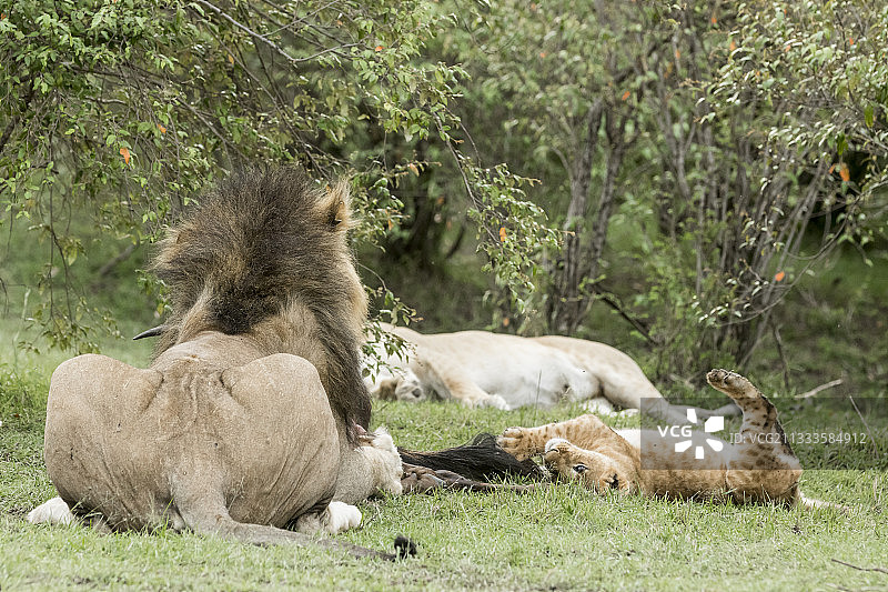 狮子(Panthera leo)，雄性和幼崽，马赛马拉保护区，肯尼亚图片素材