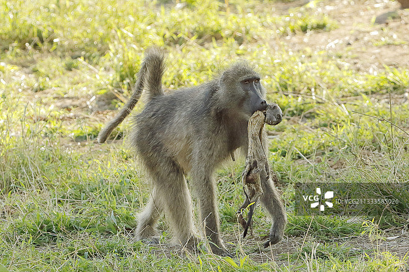 南非克鲁格，一只雌狒狒和她死去的宝宝在她身边呆了几天图片素材