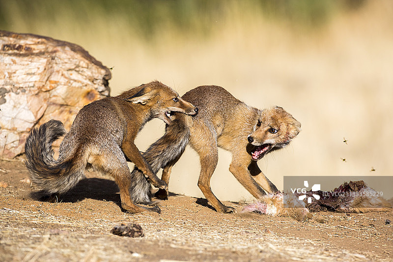 红狐(Vulpes Vulpes)为猎物而战，西班牙皇家城图片素材