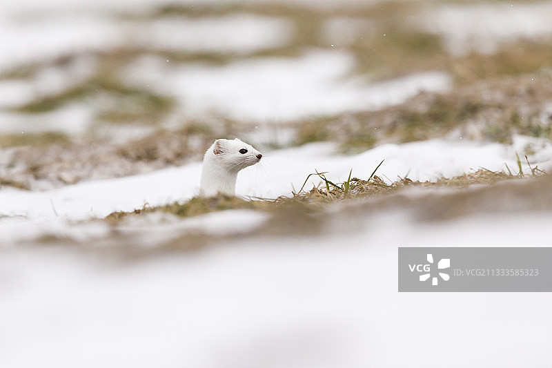 貂(鼬鼠)在冬天大衣在草地上狩猎。法国图片素材