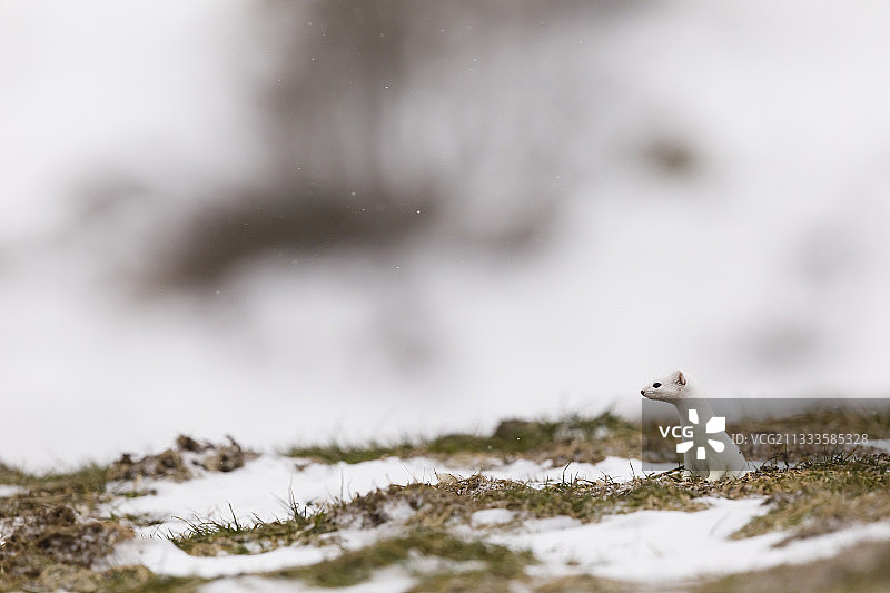 貂(鼬鼠)在冬天大衣在草地上狩猎。法国图片素材
