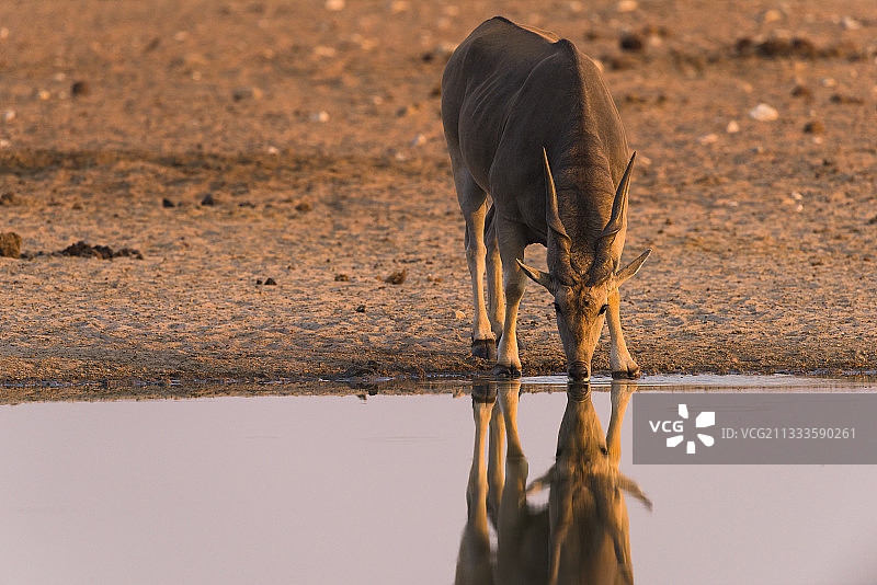纳米比亚Etosha国家公园，在夕阳下与水中倒影的羚羊(牛角羚)饮水图片素材
