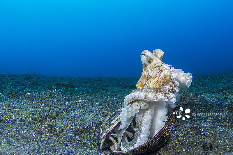 椰子章鱼(章鱼边缘)站在空壳庇护所，伦贝海峡，印度尼西亚图片素材