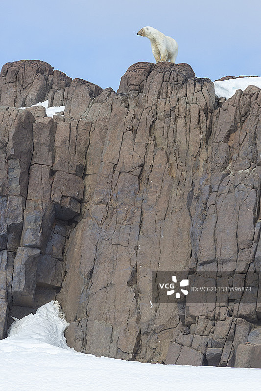 斯匹次卑尔根群岛，斯瓦尔巴群岛，母北极熊。图片素材