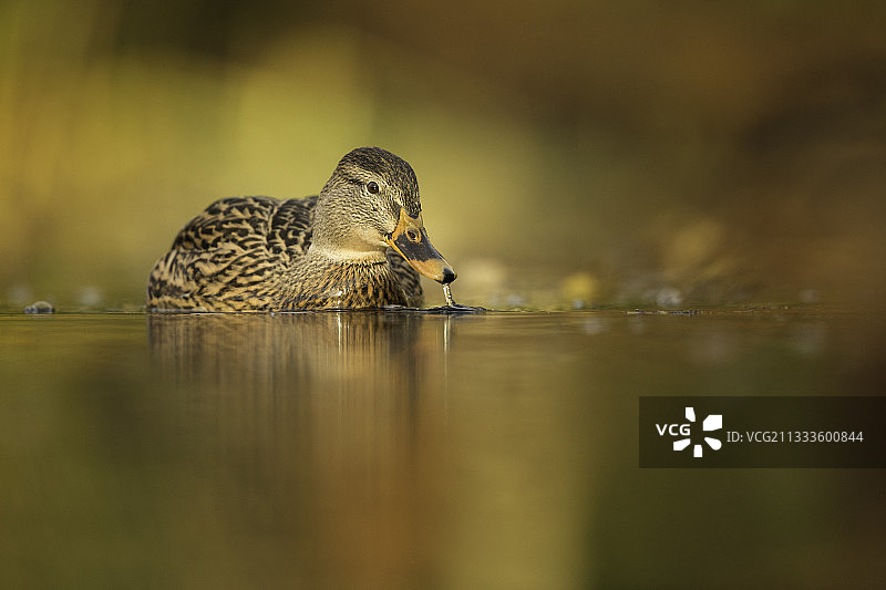 野鸭(Anas platyrhynchos)。英国皮克区国家公园，一只母野鸭在水面上觅食。图片素材