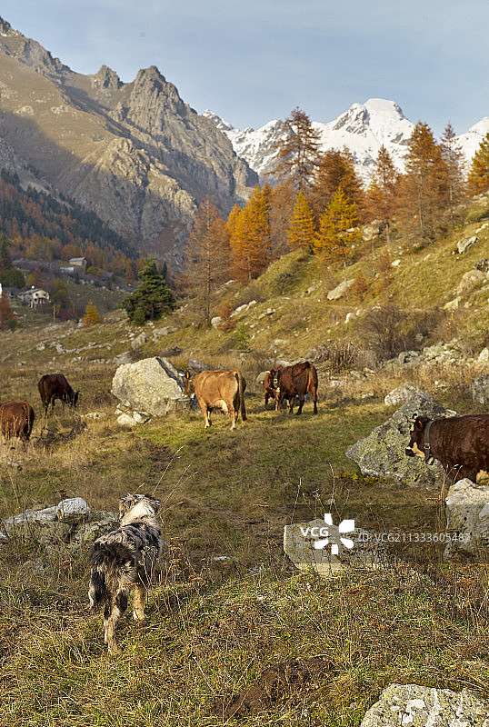 Vacherie de la Valette和各种品种的畜群:Abondance, Salers，阿尔卑斯棕色，在秋天，圣格拉特，商业旅游国家公园，阿尔卑斯山，法国图片素材