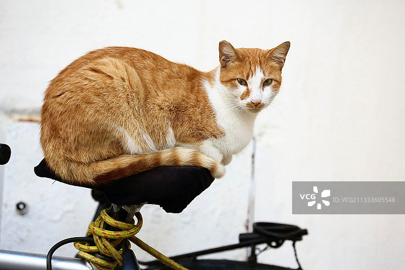 猫躺在自行车上，埃索维拉港，摩洛哥图片素材