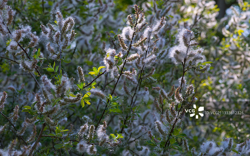 山羊柳树(柳)纺成种子，法国北方孚日地区自然公园图片素材