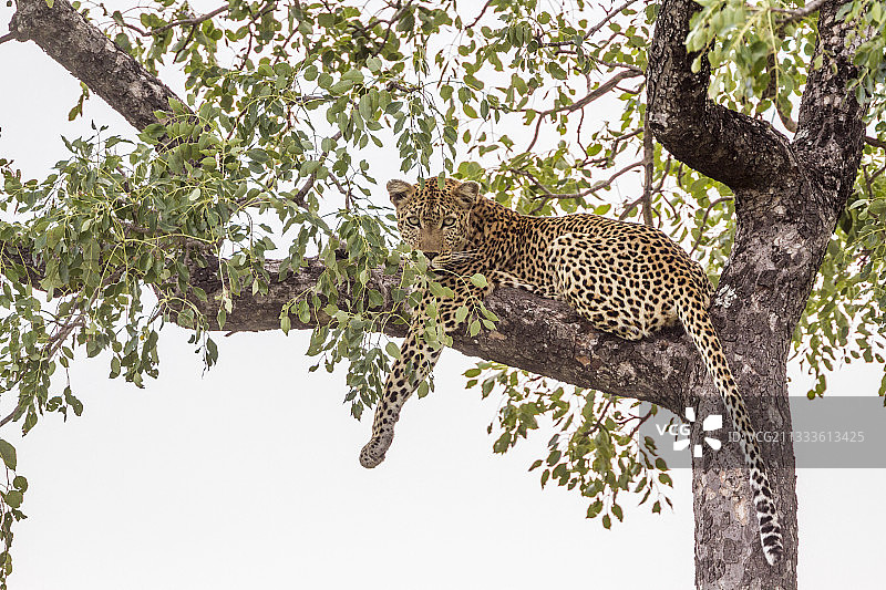南非克鲁格国家公园，一只美洲豹躺在树上图片素材