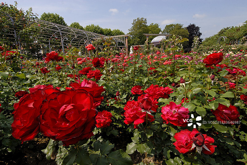 “法国革命”玫瑰在贝尔福特的一个公共花园图片素材