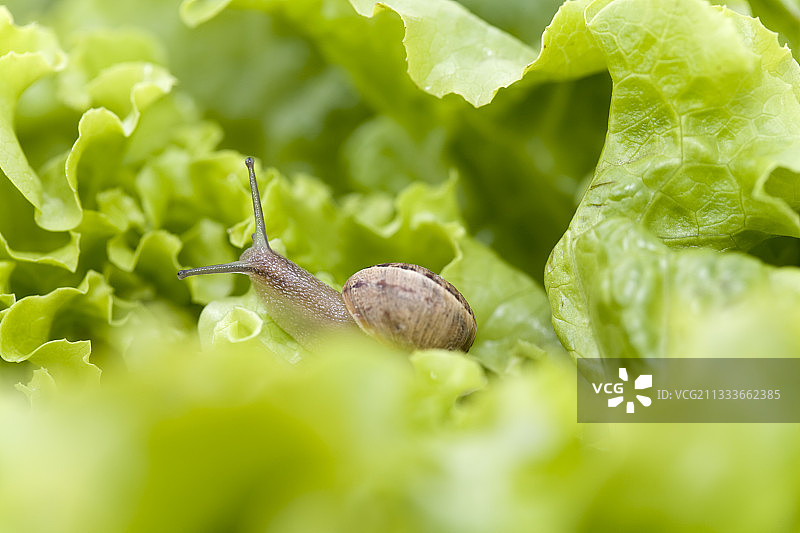 法国巴达维亚岛上的棕色花园蜗牛图片素材
