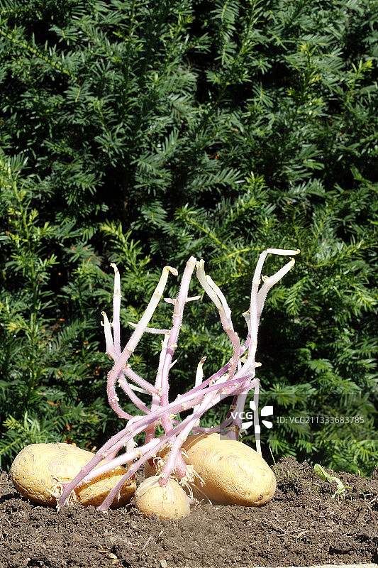 发芽土豆阿尔萨斯法国图片素材