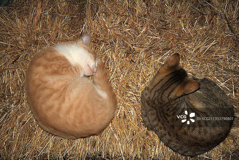 在法国谷仓的稻草上睡觉的欧洲小猫图片素材