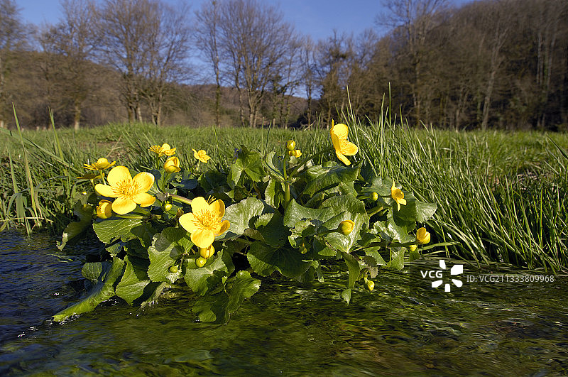沼泽金盏花附近的小溪法国图片素材