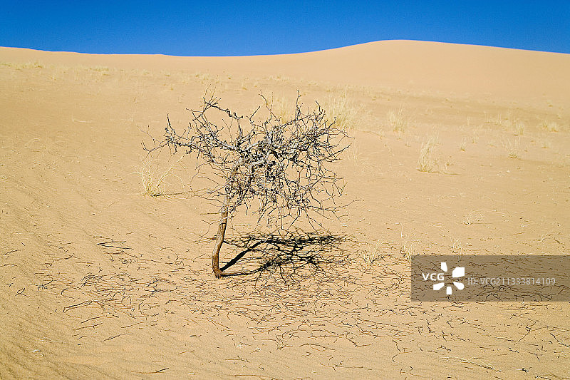沙丘和死刺槐，恩阿杰耶阿尔及利亚图片素材