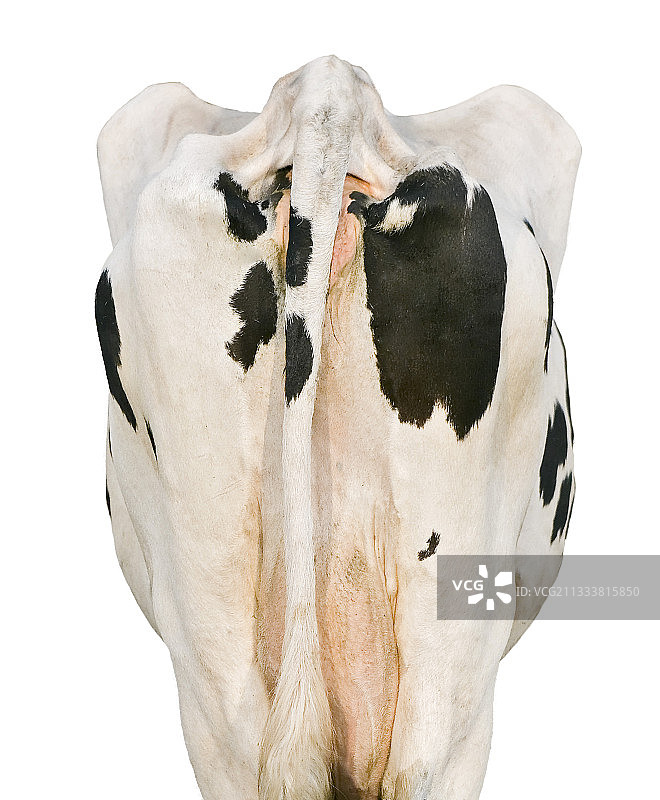 法国画室里一头非常瘦小的普里姆荷尔斯泰因奶牛的后面图片素材