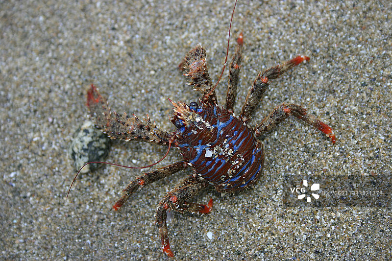 雄性刺蹲龙虾在海滩上的法国图片素材