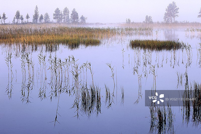 瑞典的拉普兰沼泽和瑞典的拉普兰芦苇图片素材