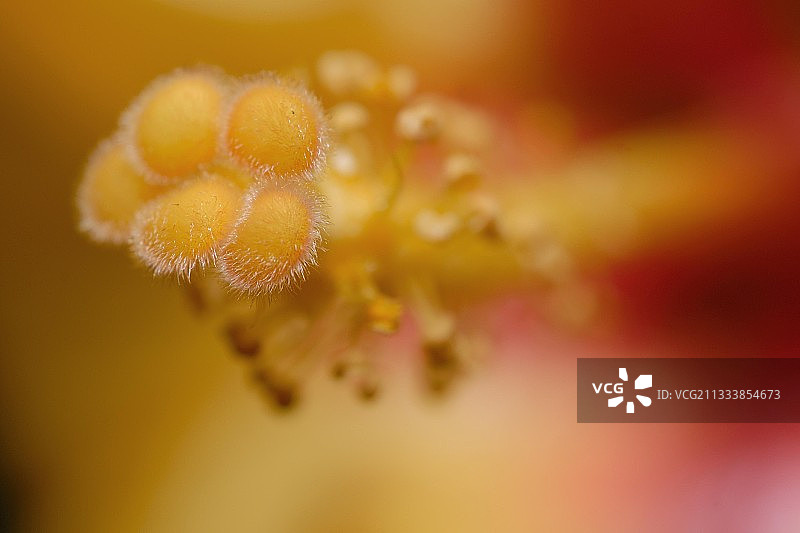 聚光灯下的黄花雌蕊呈奇异的红色和黄色图片素材