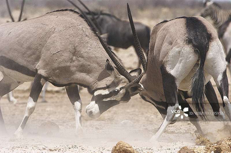 雄性Gemsboks正在与Etosha纳米比亚战斗图片素材