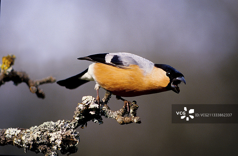 法国红腹灰雀在冬天雄性催警图片素材