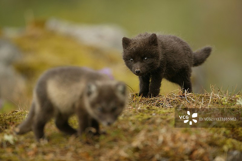 狐狸幼崽只有几周大。图片素材