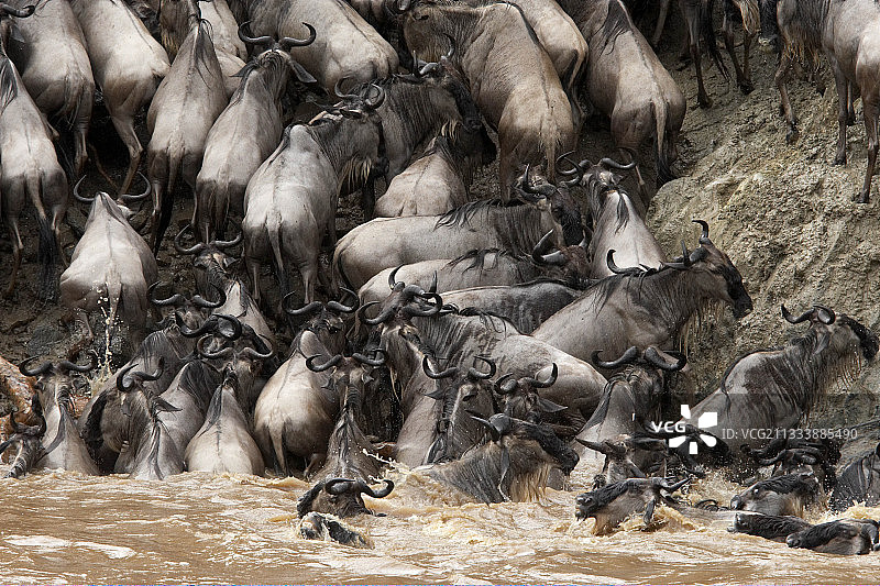 穿过肯尼亚马赛马拉河后的角马图片素材