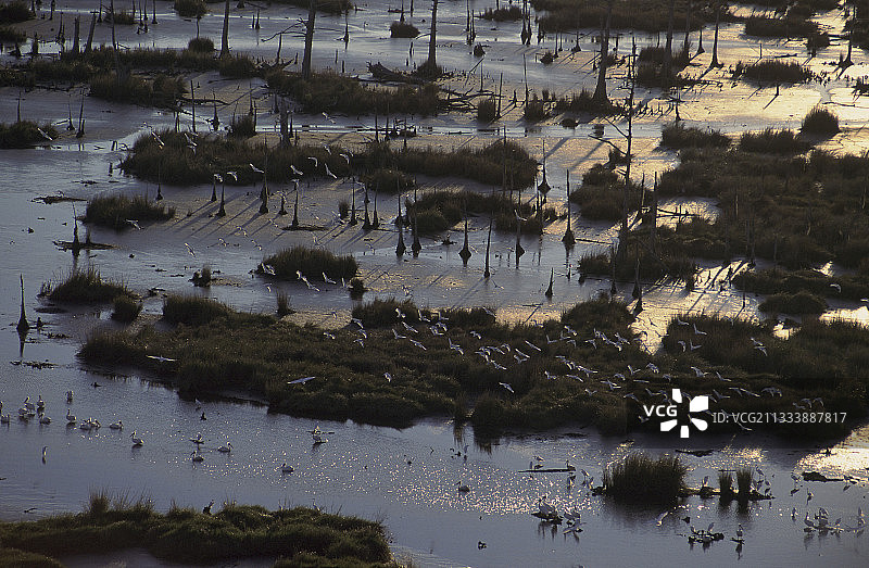 在美国路易斯安那州沼泽上空飞行的牛白鹭图片素材