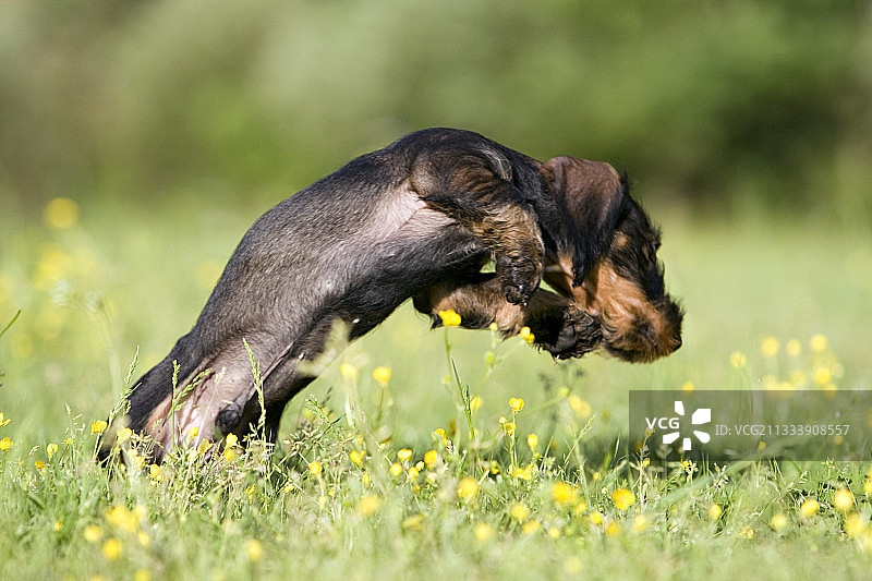 铁毛腊肠小狗在草地上跳到一边图片素材
