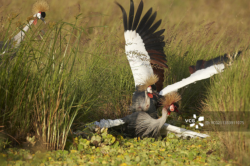 灰冠鹤在肯尼亚马赛马拉保护区交配图片素材