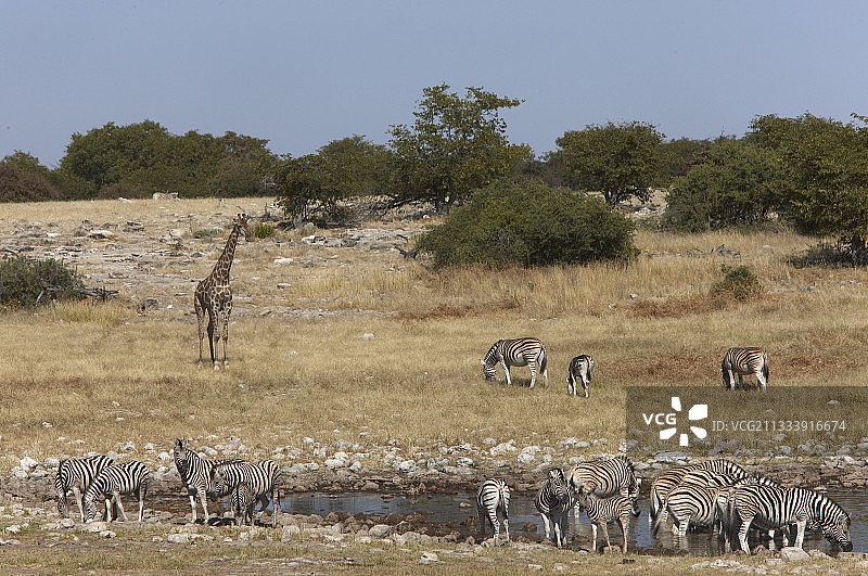 波切尔的斑马和长颈鹿在纳米比亚的伊托沙水点图片素材