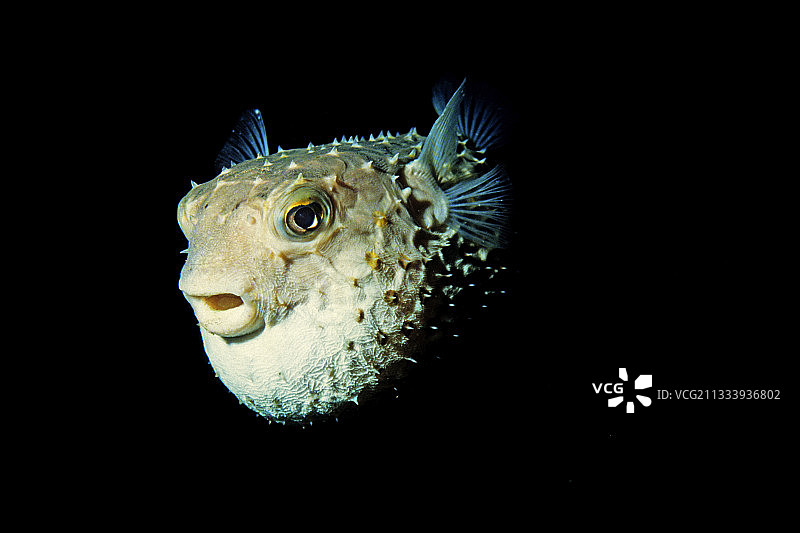 埃及红海中担心的Spotbase Burrfish图片素材