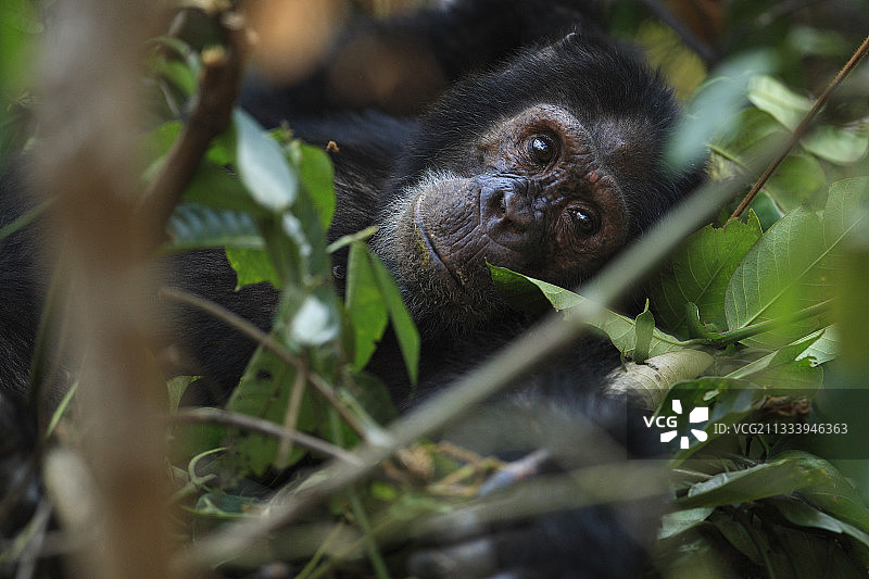 雄性东部普通黑猩猩在坦桑尼亚的巢中休息图片素材